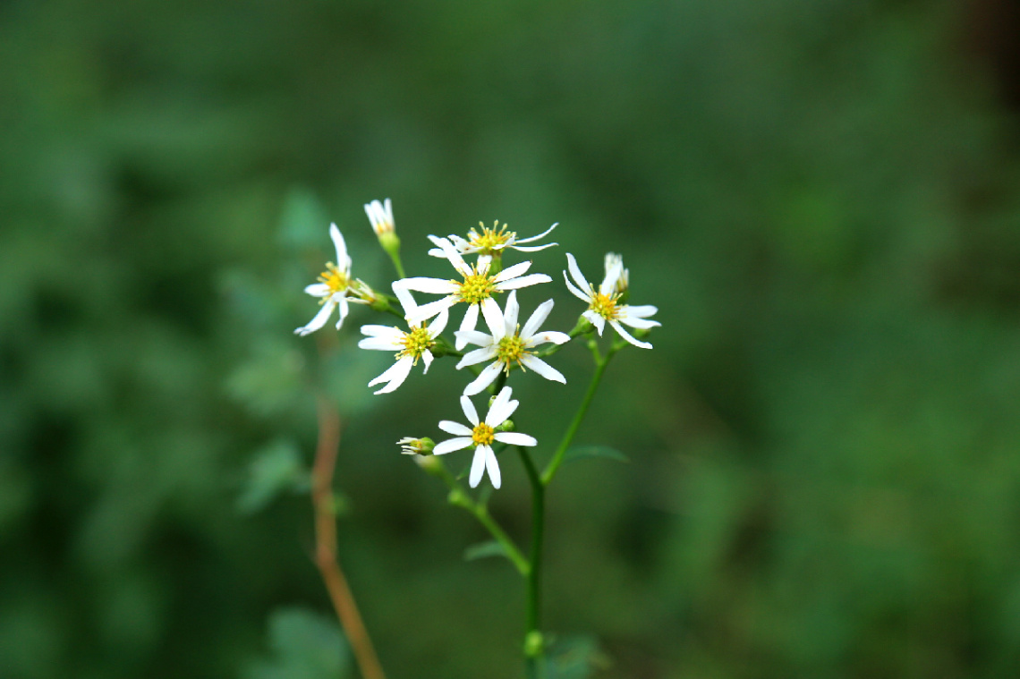 Small