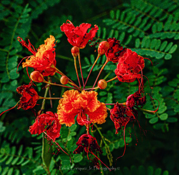 BIRD OF PARADISE
