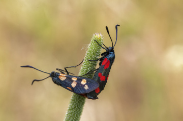 Güve Çifti, ikilisi