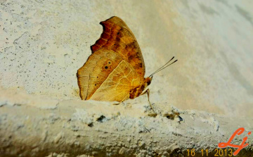 Not a dry leaf ????