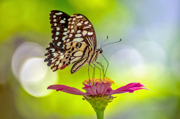 butterfly 01