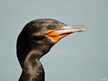 Biguá