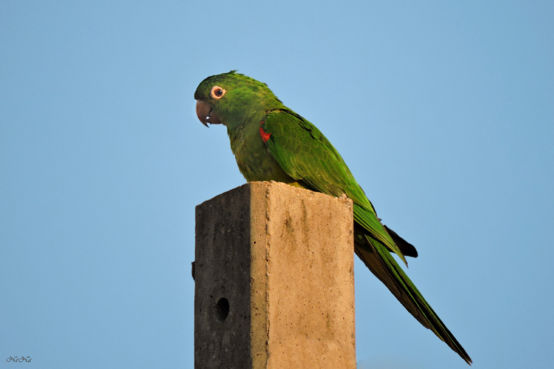 Papagaio