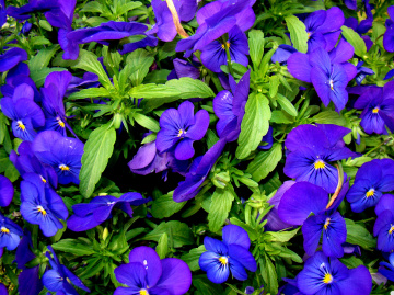 BLÜTEN