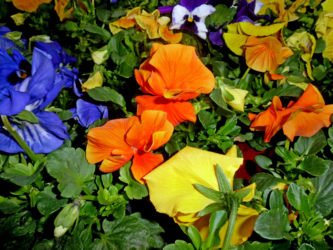 BLÜTEN