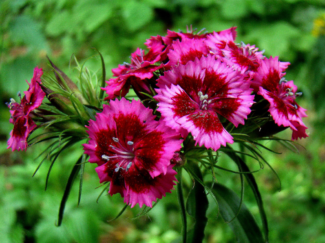 BLÜTEN