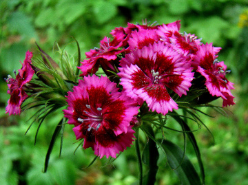 BLÜTEN