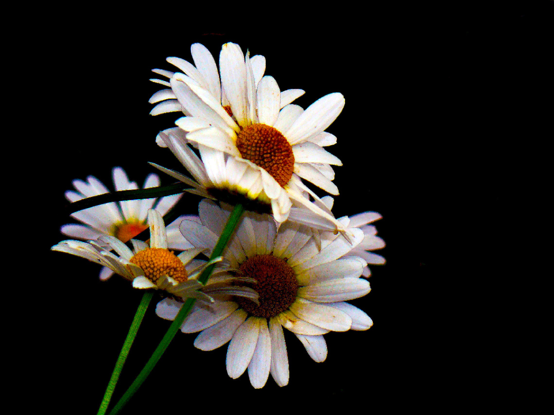 BLÜTEN