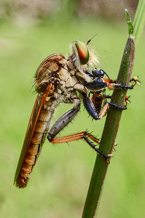 ROBBERFLY 123