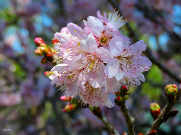 Sakura