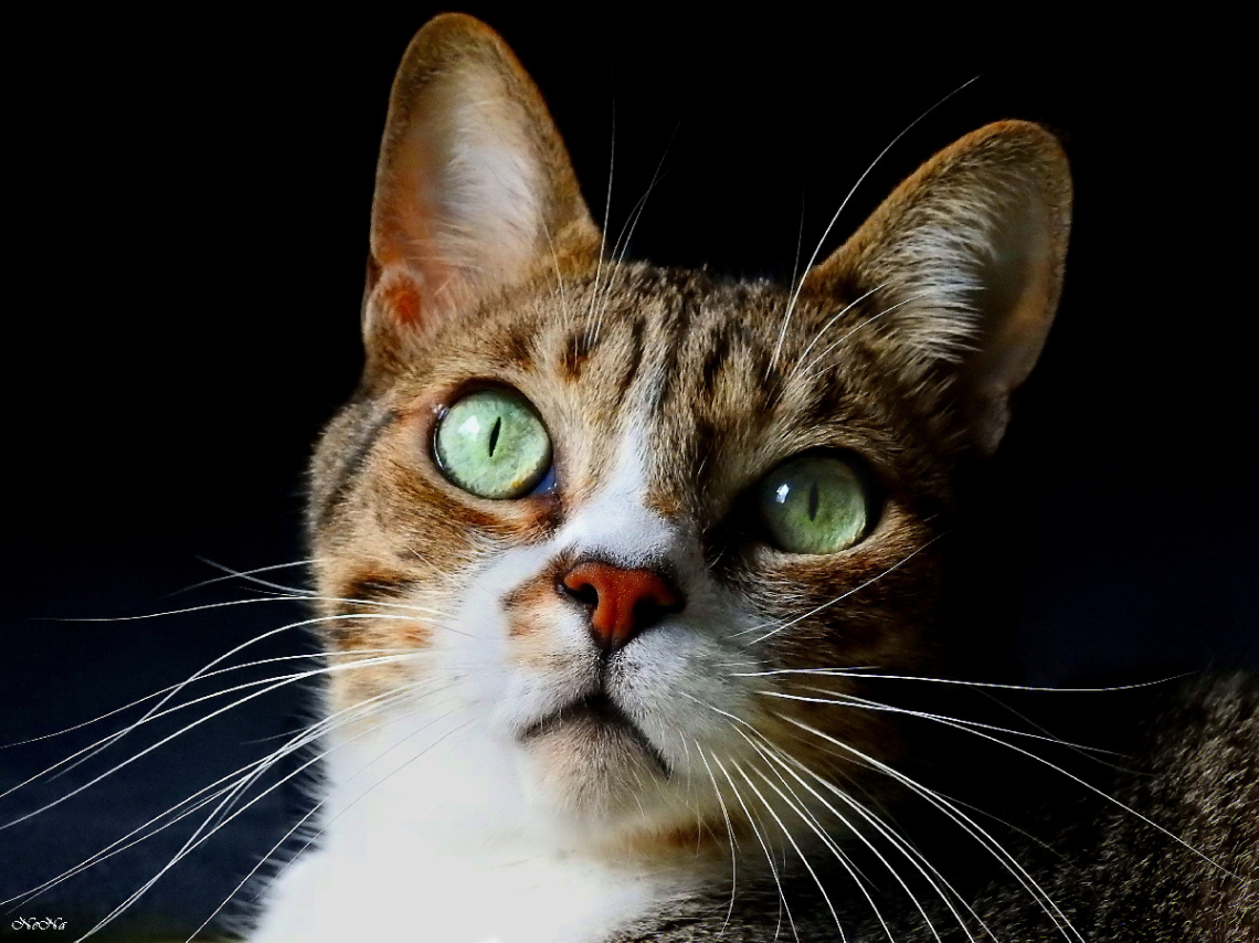 Gato