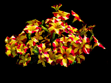 BLÜTEN