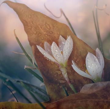 September beauty