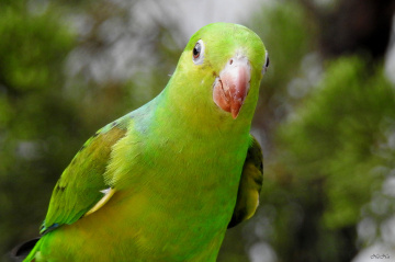 Periquito