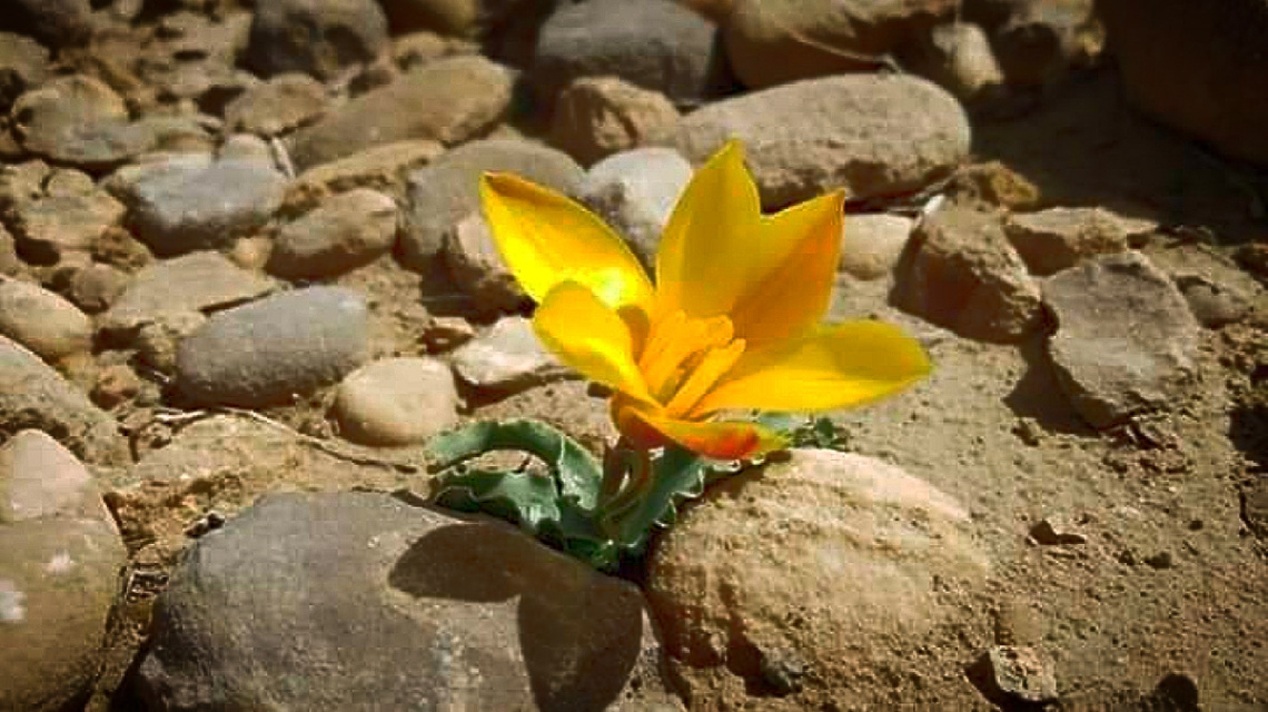 Living flame 