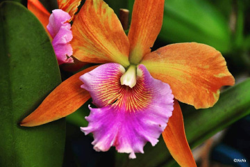 Orquídea