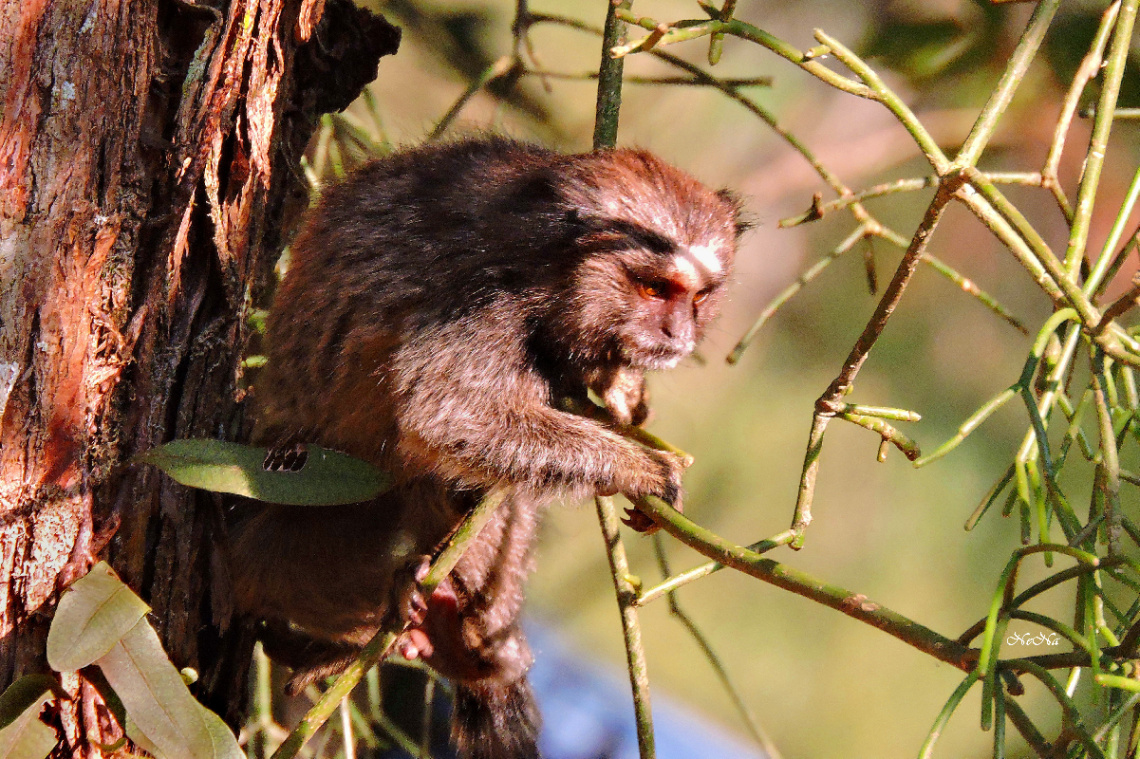 Sagui