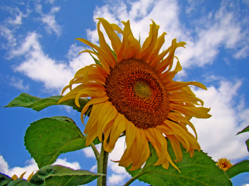 BLÜTEN