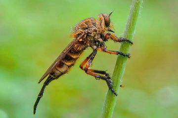 robber fly dan embun pagi
