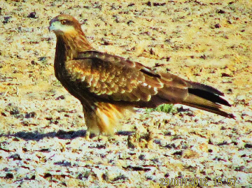 Raptor of our area