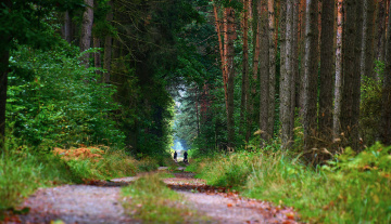 ... forest