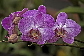 anggrek
