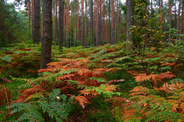 In the middle of a forest