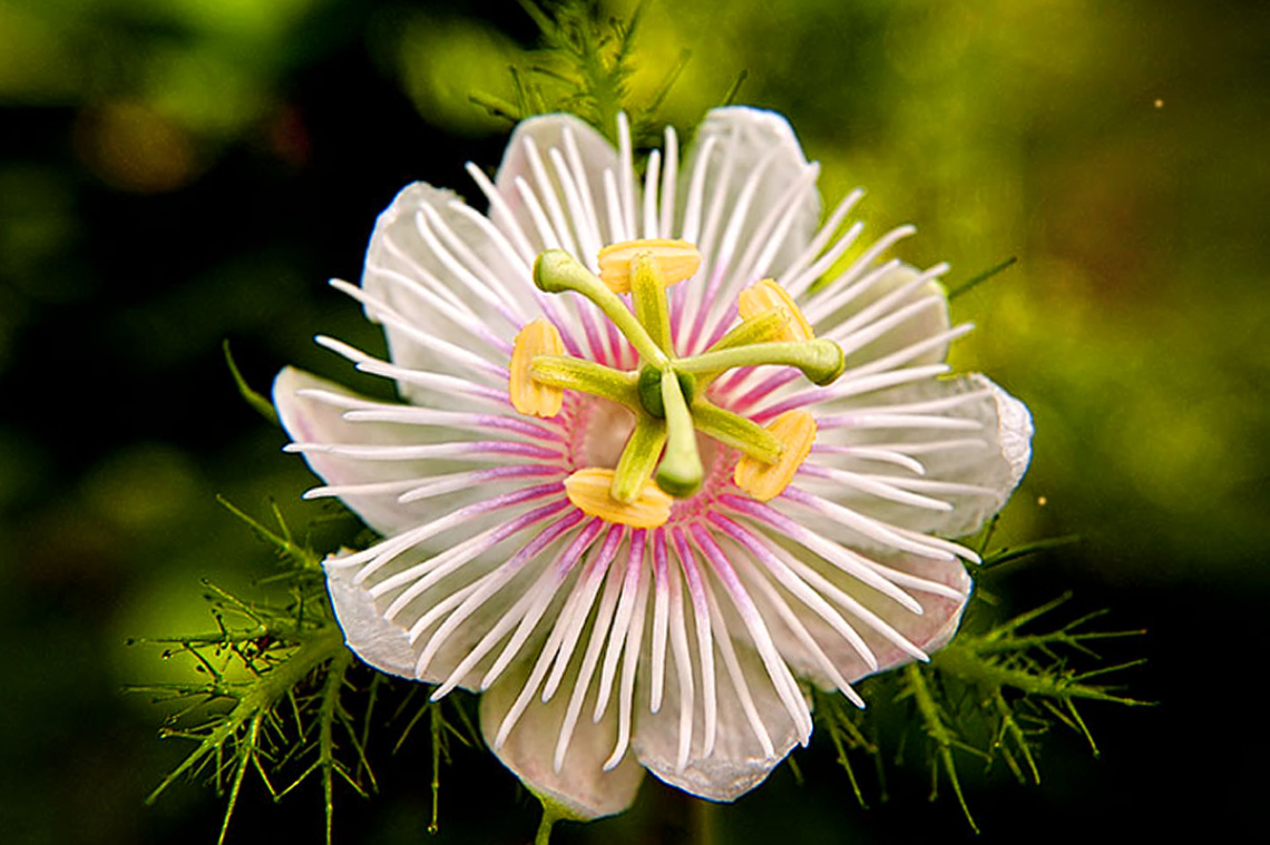 pistil