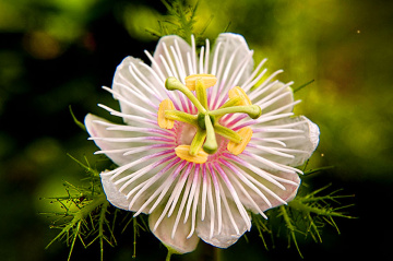 pistil