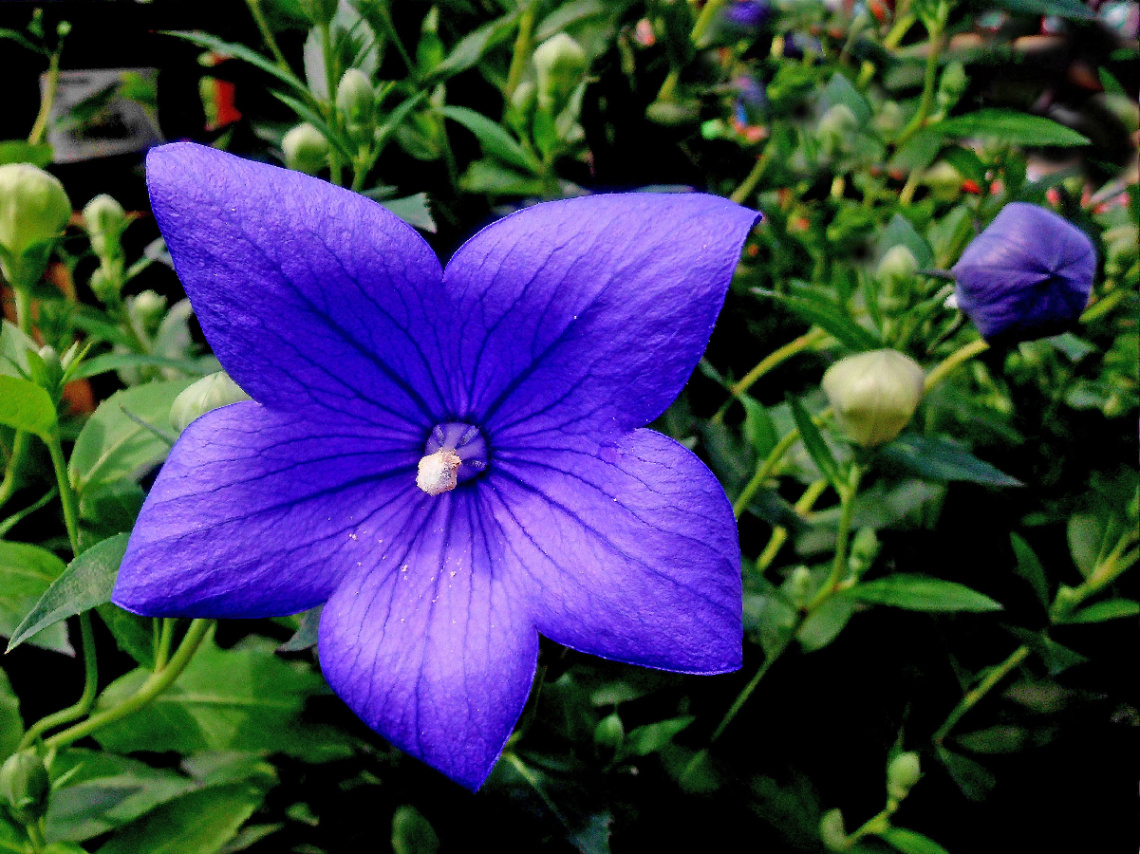 BLÜTE