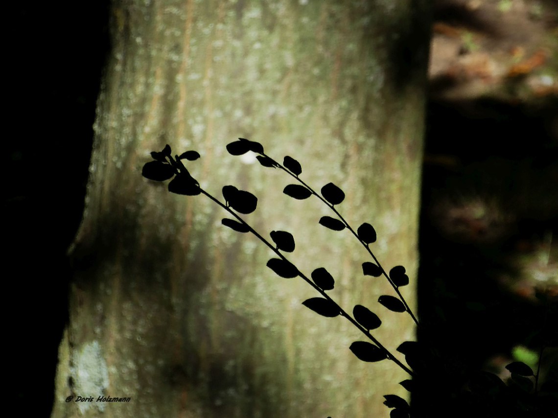 Small branches in the back light