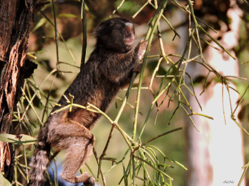 Sagui