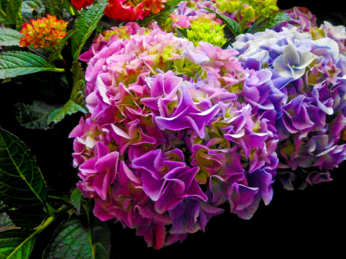 BLÜTEN