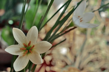 flower and bokeh