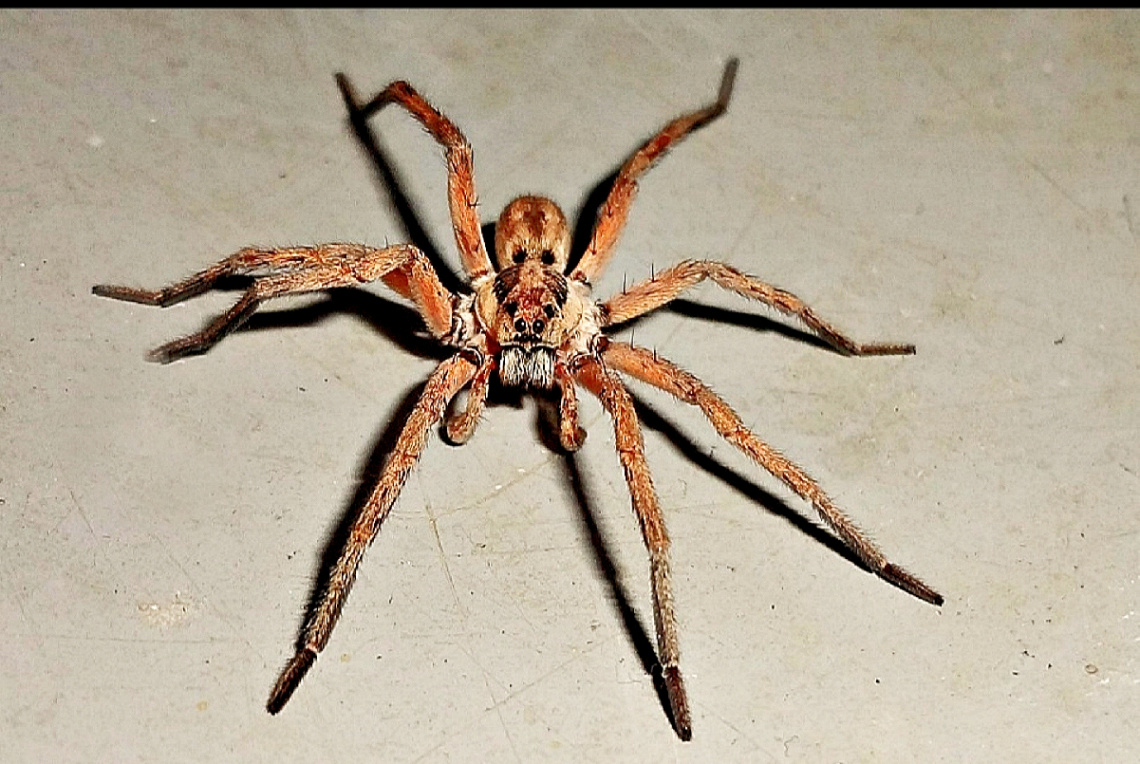 Large spider