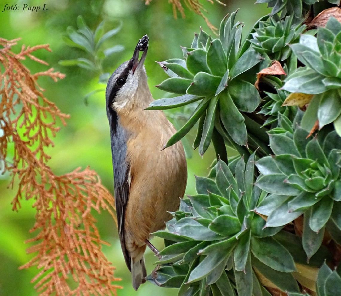 Birds