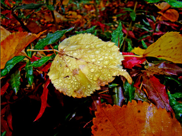 REGENWETTER