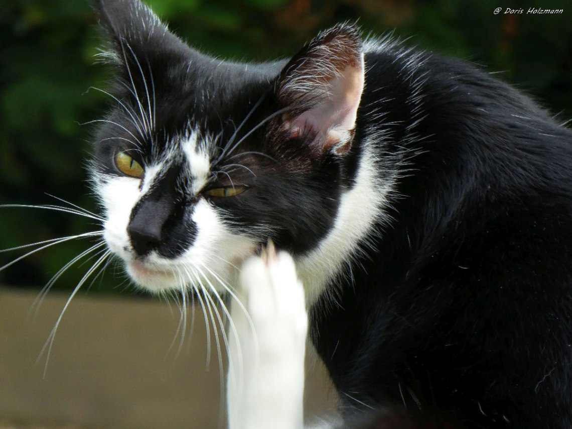 Neighbour's cat 