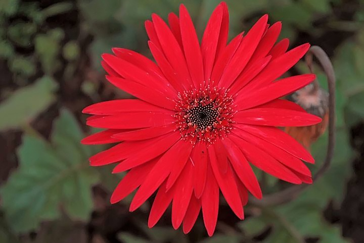 red flower