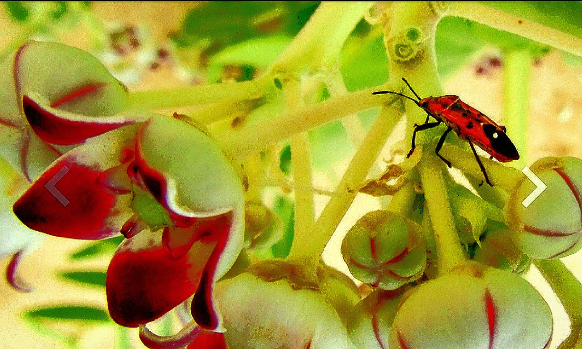Cute visitor