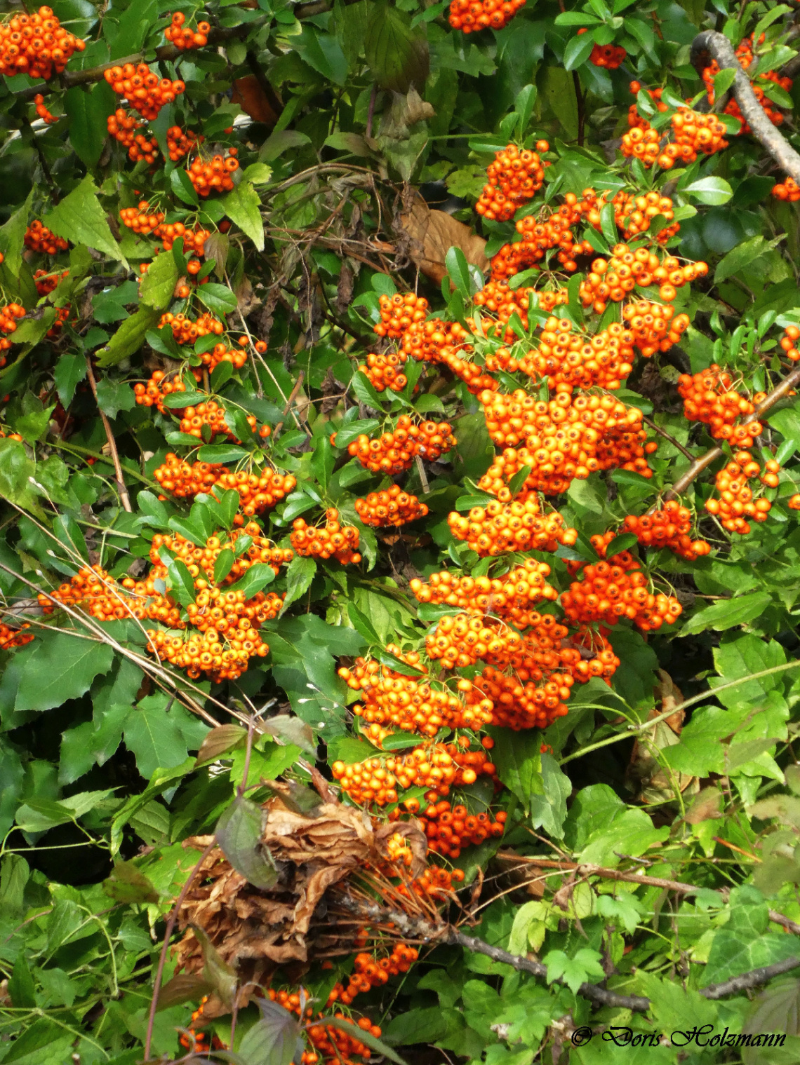 autumn
