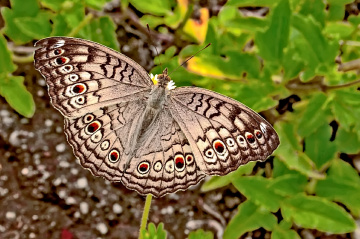 kupu 0021