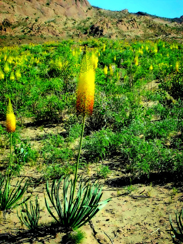 Wild Flora, Balochistan 