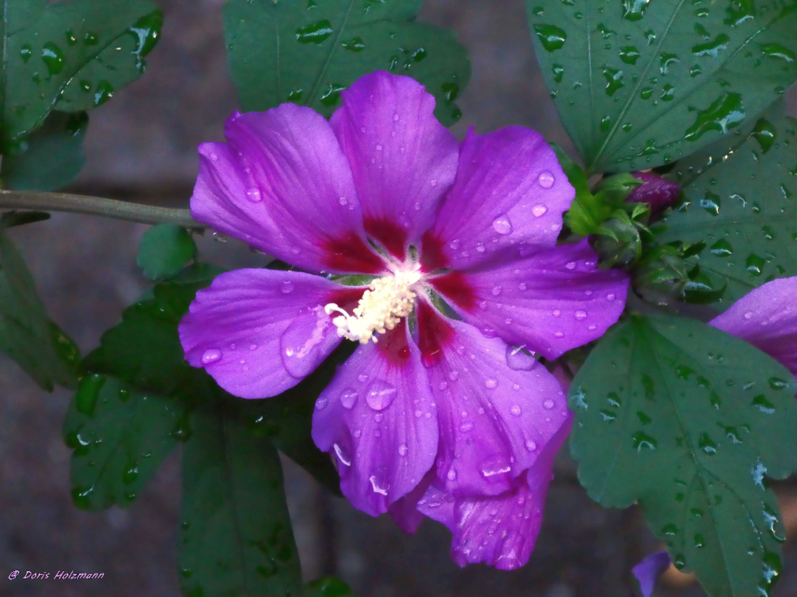blossom
