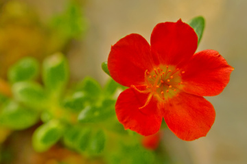 bunga krokot orange
