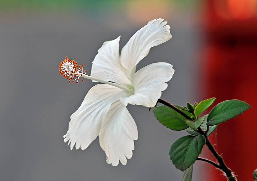 white flower