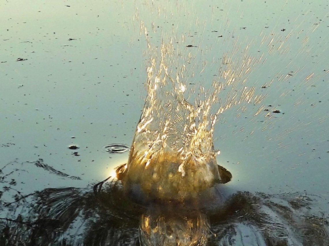 Splash