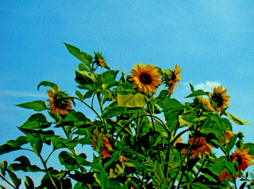 BLÜTEN