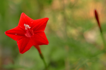 se merah merona