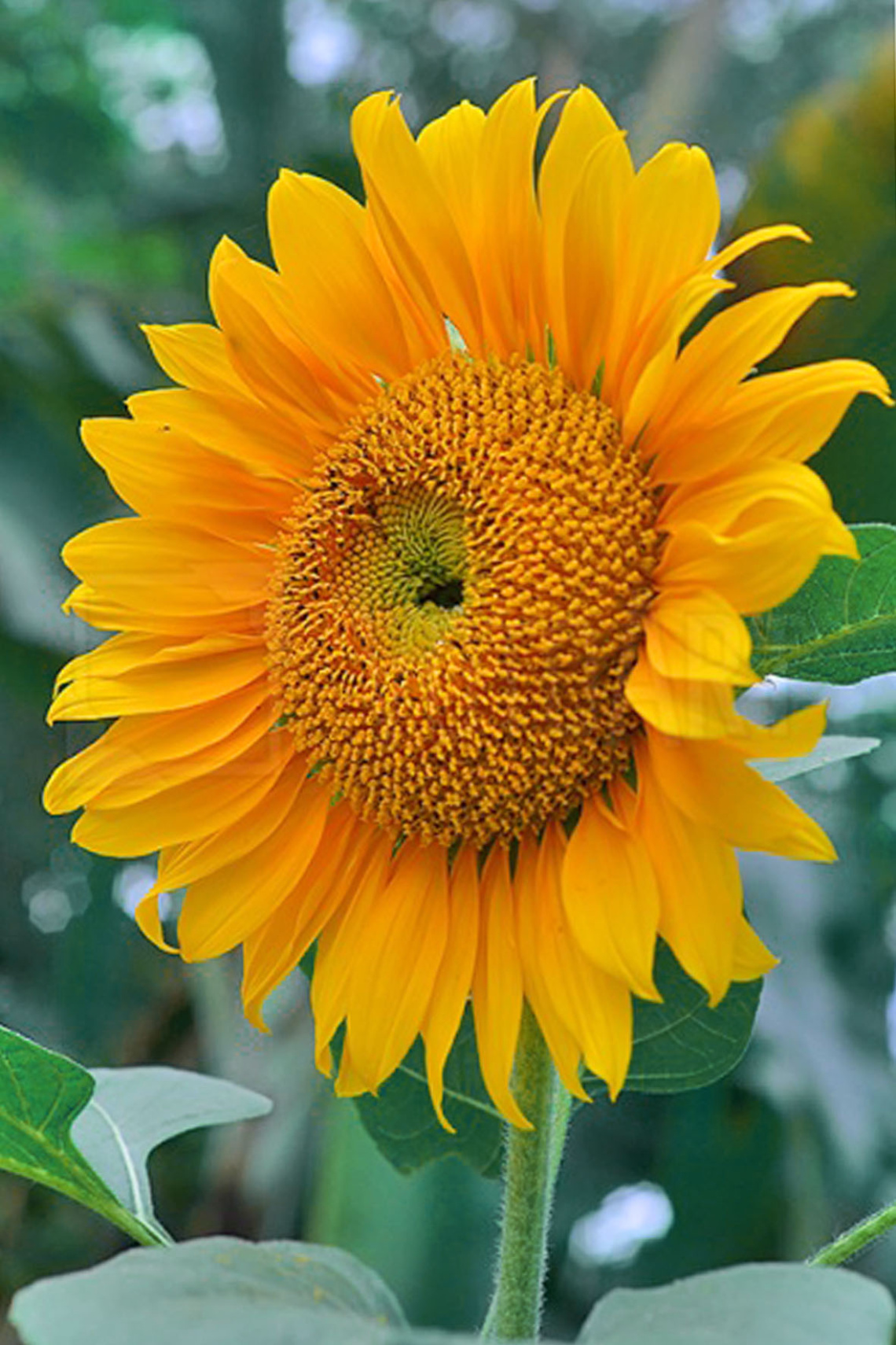 sun flower